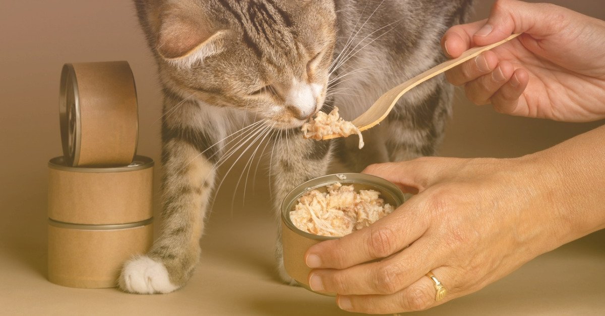 Mejor alimento húmedo para gato según Profeco